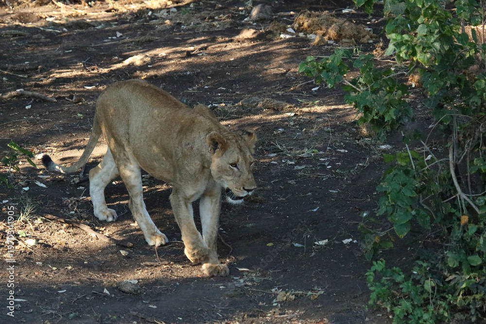 Fototapeta premium Afrikanischer Löwe / African lion / Panthera leo