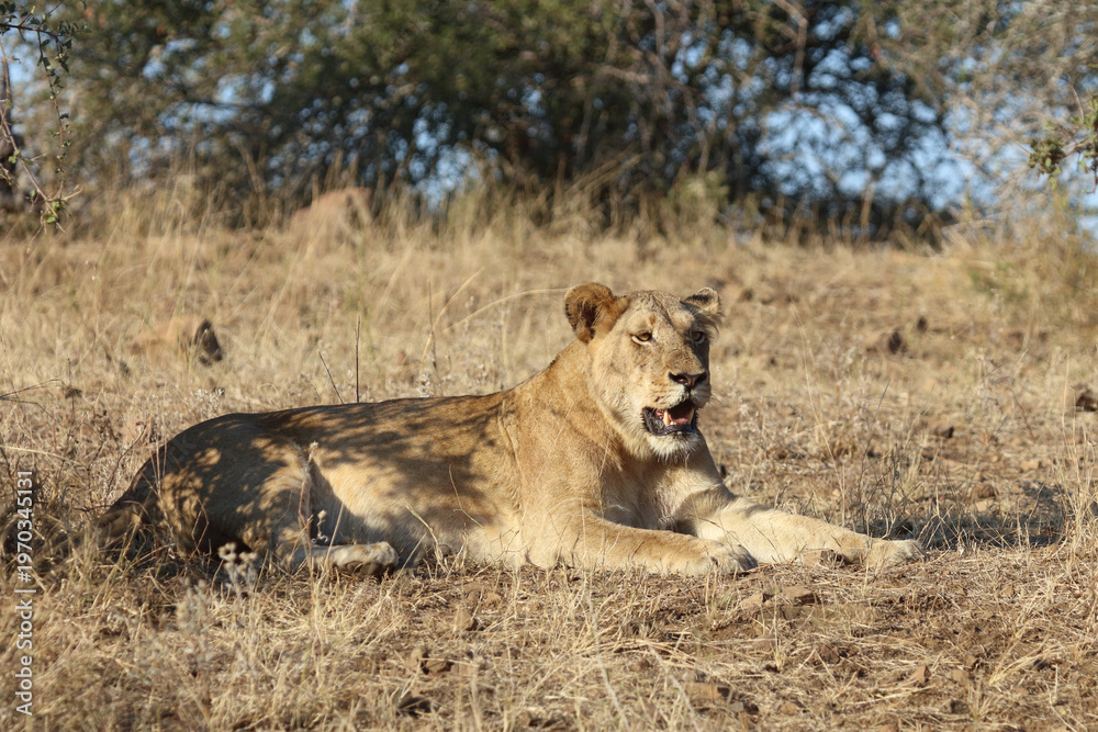 Fototapeta premium Afrikanischer Löwe / African lion / Panthera leo