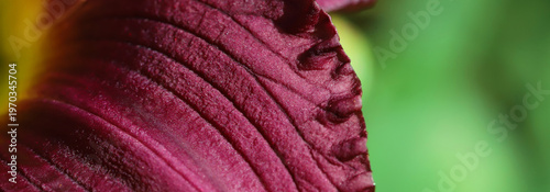 Close Up Purple Petal With Velvety Texture Against Green Garden Background