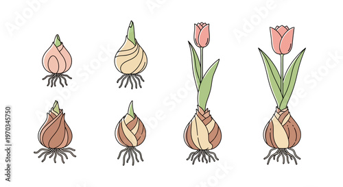 Tulip bulbs with green leaves growing.