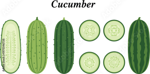 Cucumber varieties flat vector set. Whole and sliced green cucumbers collection with different shapes. Fresh organic vegetable illustrations for food, salad and grocery design.