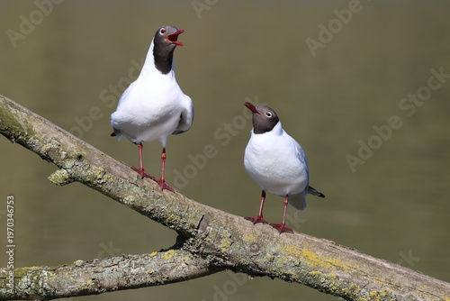 black headed gulls (Larus ridibundus) in their summer breeding plumage