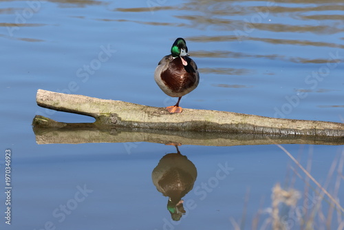 rather comical image of male mallard (Anas platyrhynchos)