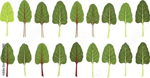 Leafy greens varieties flat vector set. Swiss chard and green leaves collection with different shapes. Fresh organic vegetables for healthy food and farm design.