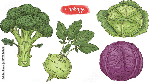 Cabbage and broccoli flat vector set. Fresh organic vegetables collection with green and purple cabbage and kohlrabi. Healthy food illustration for grocery and farm design.