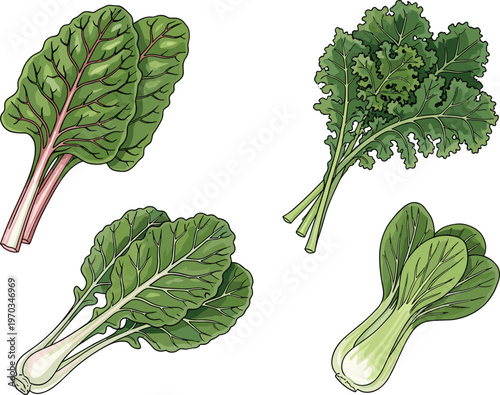Leafy greens and herbs flat vector set. Fresh organic vegetables including chard kale and bok choy. Healthy food illustrations for grocery, farm and nutrition design.