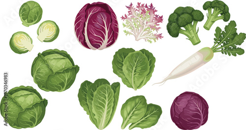 Leafy vegetables and cabbage varieties flat vector set. Fresh organic greens with broccoli radicchio and lettuce. Healthy food illustrations for grocery, farm and nutrition design.