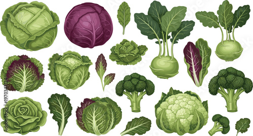 Cabbage and leafy vegetables flat vector set. Fresh organic greens collection with broccoli lettuce and kohlrabi. Healthy food illustrations for grocery, farm and nutrition design.