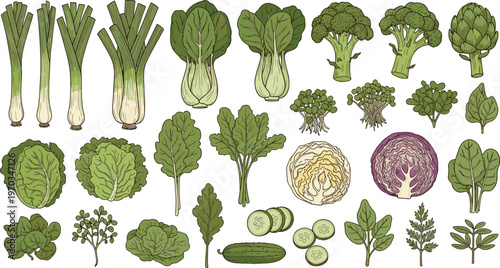 Vegetables and herbs flat vector collection. Fresh organic produce set with broccoli cabbage cucumber celery and leafy greens. Healthy food illustrations for grocery and farm design.