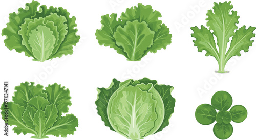 Lettuce varieties flat vector set. Fresh green salad leaves collection with cabbage and leafy greens. Organic vegetables illustrations for healthy food, grocery and farm design.