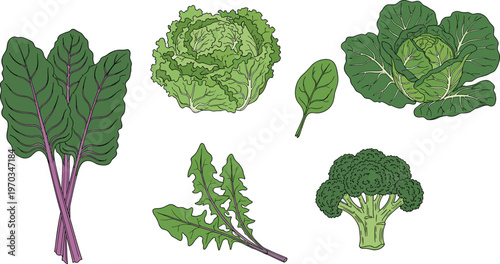 Leafy green vegetables flat vector set. Fresh organic greens including broccoli lettuce chard and herbs. Healthy food illustrations for grocery, farm and nutrition design.