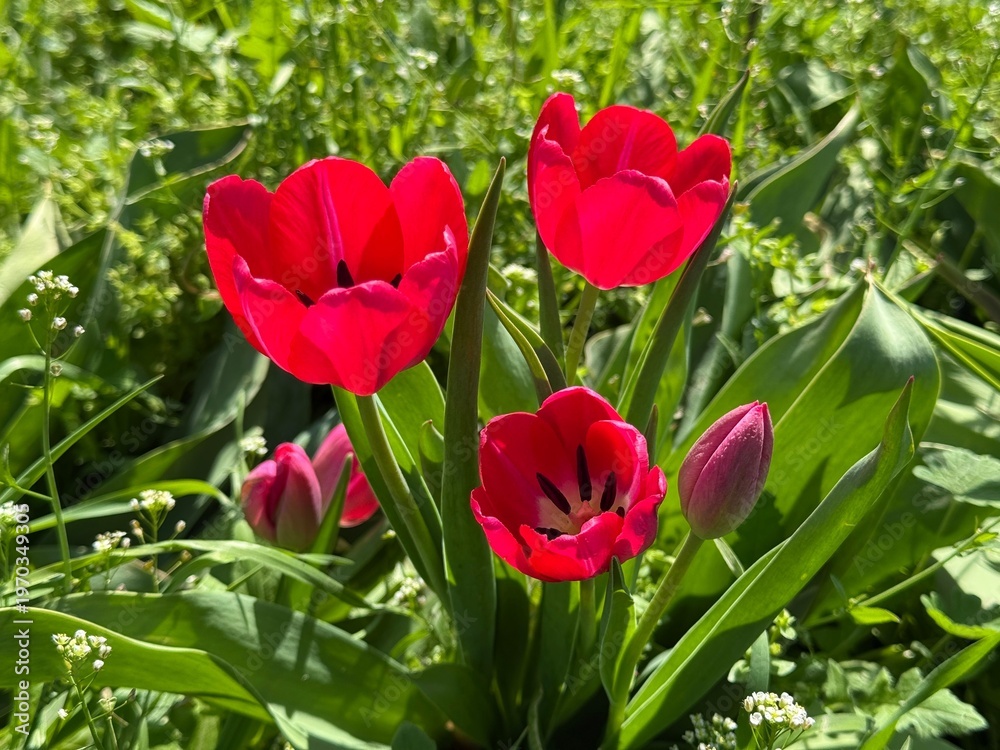 Fototapeta premium Red tulips in the garden