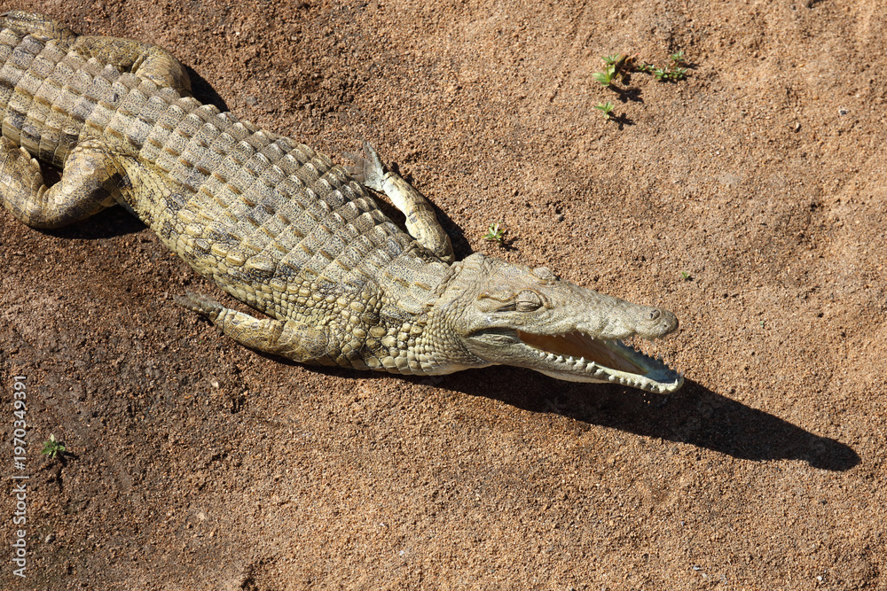 Fototapeta premium Nilkrokodil / Nile crocodile / Crocodylus niloticus