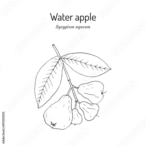 Water apple or bell fruit (Syzygium aqueum), edible and medicinal plant. Hand drawn botanical vector illustration