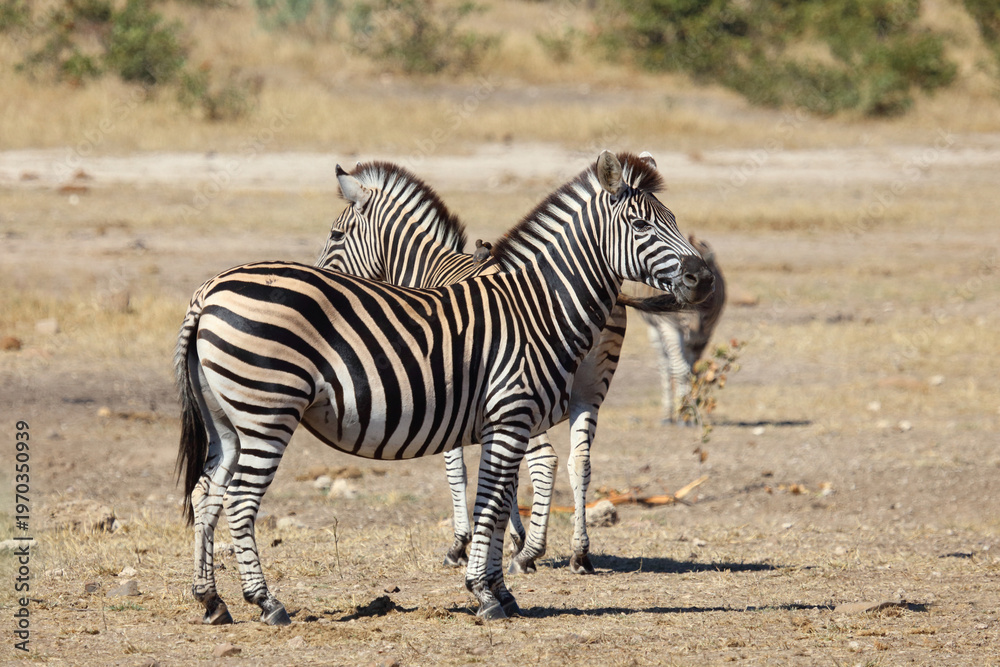 Fototapeta premium Steppenzebra / Burchell's zebra / Equus quagga burchellii