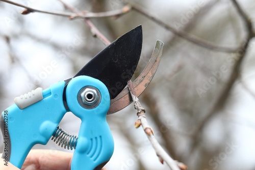 Spring garden work. A farmer manually cuts the branches of a tree in an orchard in the spring with secateurs. Man pruning trees Spring cut a tree close-up. Concept of agriculture