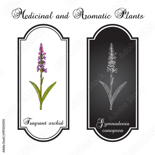 Chalk fragrant orchid (Gymnadenia conopsea), medicinal plant. Hand drawn botanical vector illustration