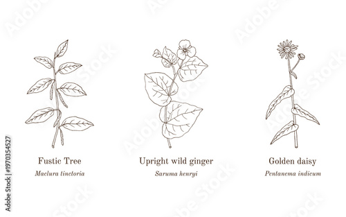 Collection of edible and medicinal plants. Hand drawn botanical vector illustration