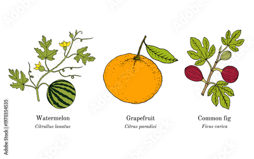 Collection of edible and medicinal plants. Hand drawn botanical vector illustration