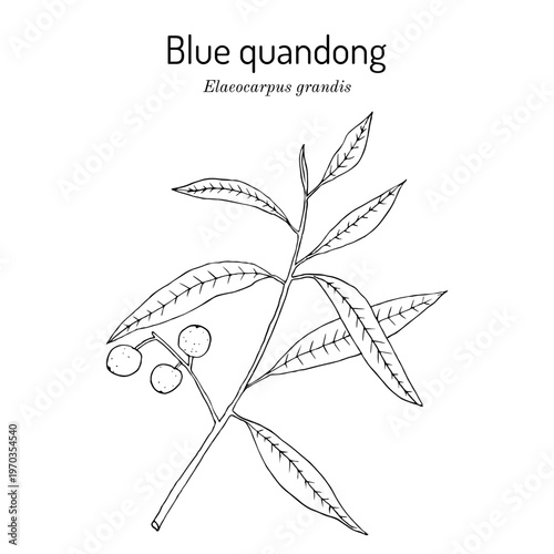 Blue quandong (Elaeocarpus grandis), edible and medicinal plant. Hand drawn botanical vector illustration