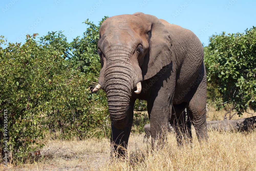 Fototapeta premium Afrikanischer Elefant / African elephant / Loxodonta africana