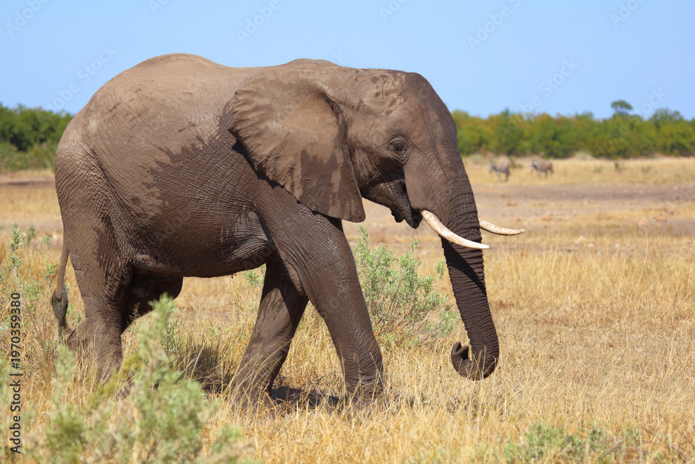 Obraz premium Afrikanischer Elefant / African elephant / Loxodonta africana