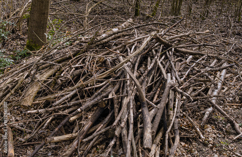 A Large Heap Of Cut Wooden Branches And Firewood Logs Scattered On The Forest Floor Among Dry Brown Leaves