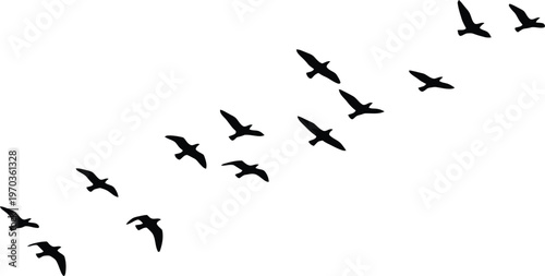 Flock of birds in flight silhouette against a white background