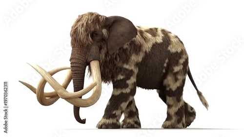 Wooy elephant with branched big ivory tusks