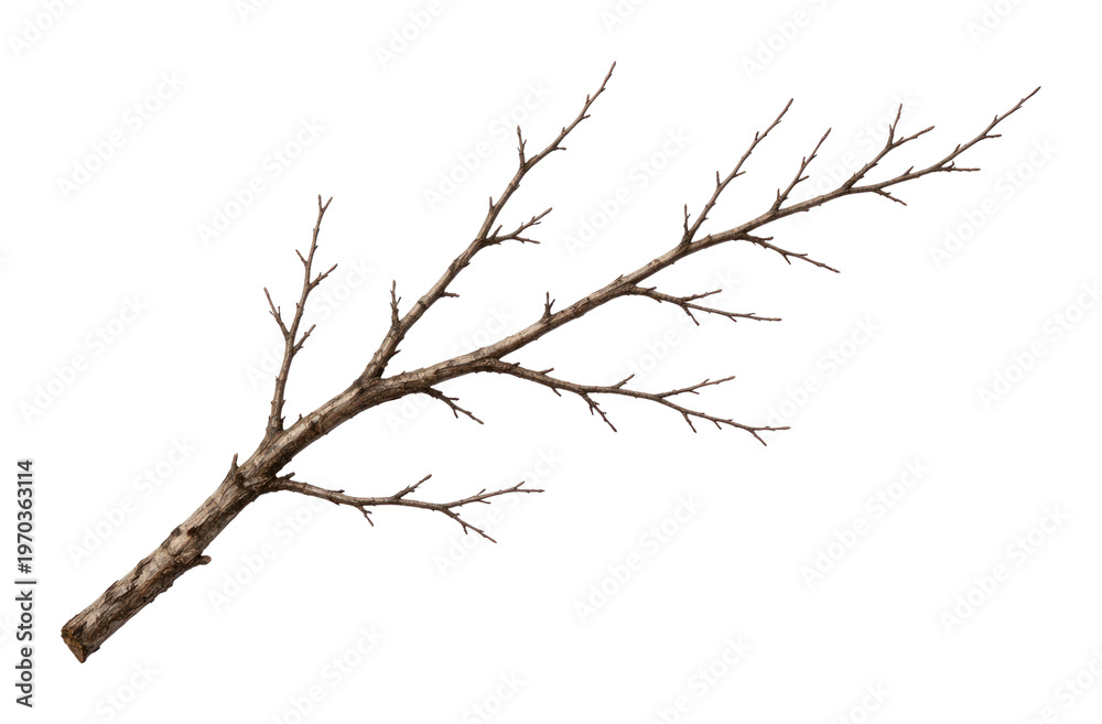Fototapeta premium PNG Natural dry branch on white