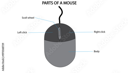 Parts of a Computer Mouse 