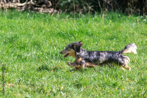 Obraz na plátně Long-haired miniature silver dapple Dachshund running in a green field