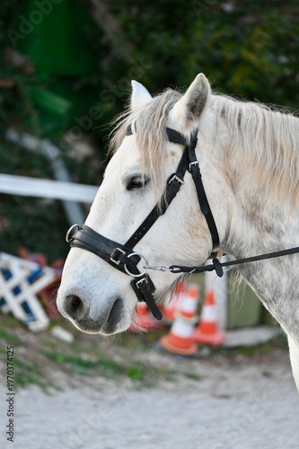 Obraz na plátně portrait of a horse
Close-up portrait of a white horse wearing a black leather h