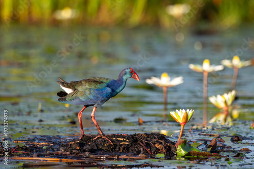African swamphen searching for food in the Chobe River