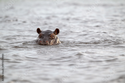 Hippo calf submerged in the Chobe RIver