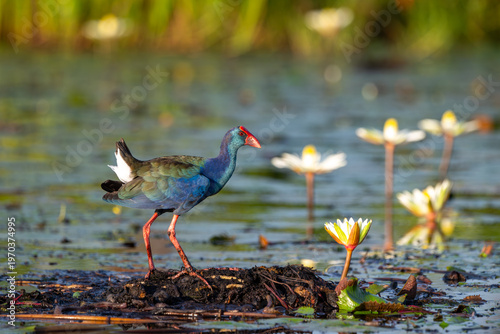 African swamphen searching for food in the Chobe River