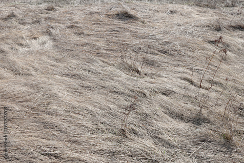 Natural background of dry grass after river spring flood. Flattened grass texture on the  riverbank.