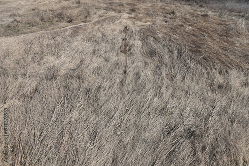 Natural background of dry grass after river spring flood. Flattened grass texture on the  riverbank.