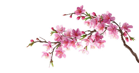Tree branch flower Photo Overlays, Summer spring painted overlays, Photo art, png