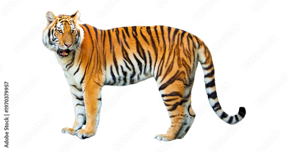 Obraz premium Isolated tiger walking forward, majestic wild animal with black stripes on orange fur looking fierce