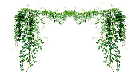 Bush grape or three-leaved wild vine cayratia (Cayratia trifolia) liana ivy plant bush, nature frame jungle border