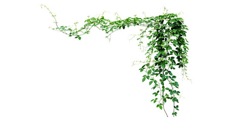 Bush grape or three-leaved wild vine cayratia (Cayratia trifolia) liana ivy plant bush, nature frame jungle border