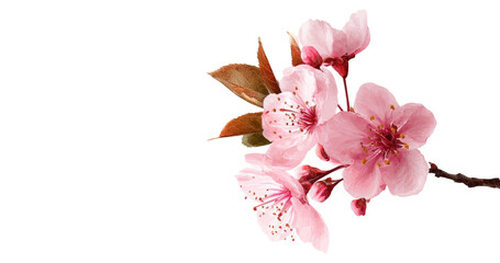 Tree branch flower Photo Overlays, Summer spring painted overlays, Photo art, png