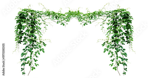 Foto Bush grape or three-leaved wild vine cayratia (Cayratia trifolia) liana ivy plan