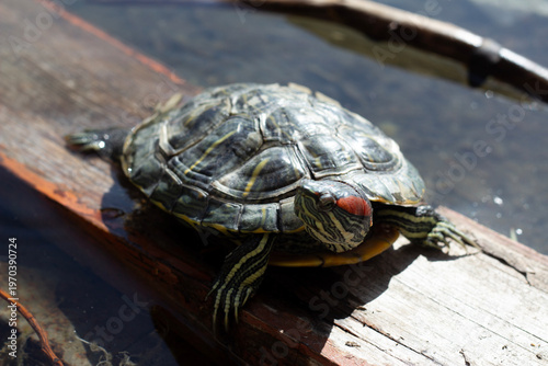Horizontal photo close up. Red eared slider pond turtle blinks and turns head on shore of Turtle Lake at sunny summer day. Waves on water. Concept of summer relax, wild life, calm, pet care, zoo 