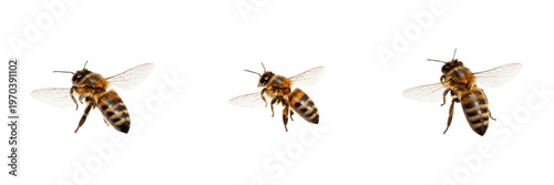 Fotografie Set of Flying Honey Bees Isolated on Transparent Background PNG, apis mellifera