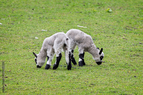 Pair of cute black and white lambs grazing on field in Pevensey, East Sussex, UK in March 2026