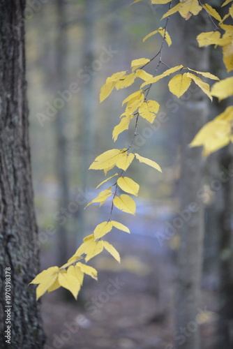 Yellow Leaves 