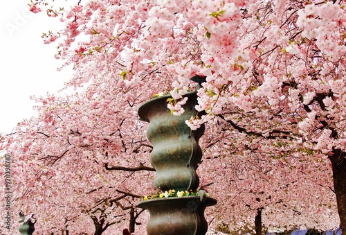 Pink cherry on sky background in spring