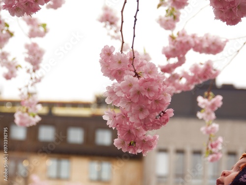 Pink cherry on sky background in spring